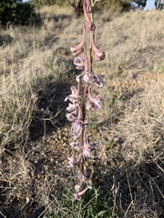 Delphinium wootonii