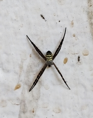 Argiope pulchella