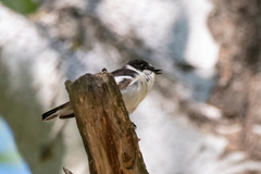 Ficedula semitorquata