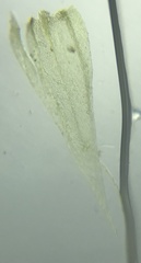 Brachythecium campestre