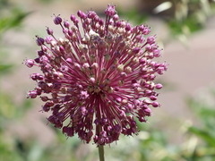 Allium ampeloprasum