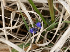 Polygala serpyllifolia