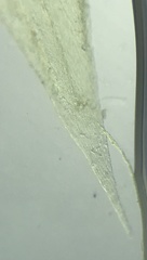 Brachythecium campestre