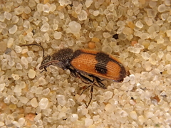 Panagaeus cruxmajor