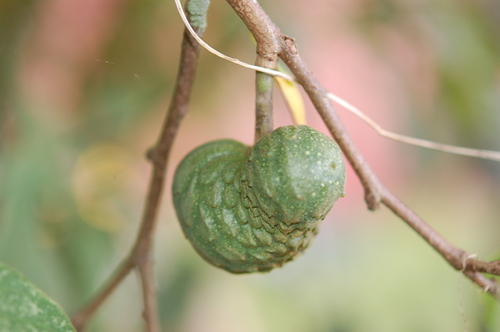 Annona cherimola