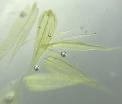 Brachythecium campestre