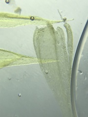 Brachythecium campestre