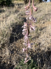 Delphinium wootonii