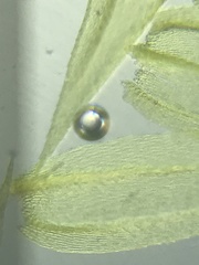 Brachythecium campestre