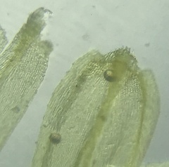 Brachythecium campestre