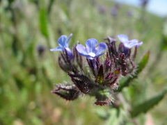 Anchusa arvensis orientalis