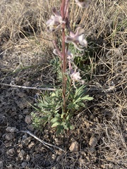 Delphinium wootonii