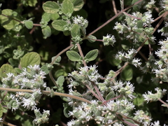 Origanum syriacum