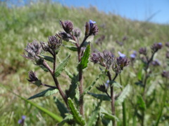 Anchusa arvensis orientalis