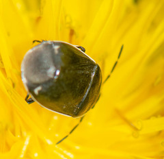 Sehirus cinctus albonotatus