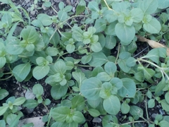 Alternanthera pungens