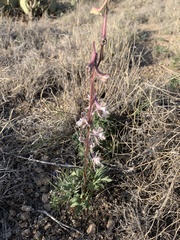 Delphinium wootonii