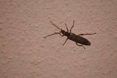 Oedemera marmorata