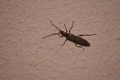 Oedemera marmorata
