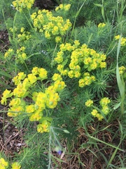 Euphorbia cyparissias