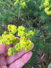 Euphorbia cyparissias