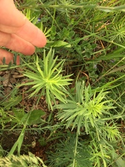 Euphorbia cyparissias