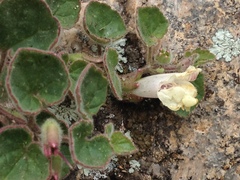 Asarina procumbens
