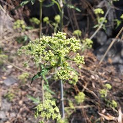 Prionosciadium nelsonii