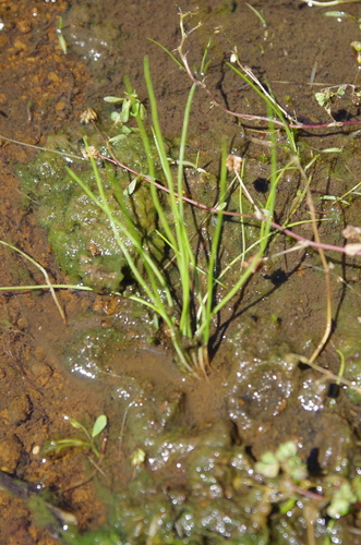 Image of Isoetes butleri by (c) Eric Knight, some rights reserved (CC BY)