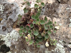 Asarina procumbens