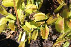 Dionaea