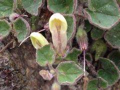 Asarina procumbens