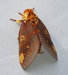 Citheronia hamifera