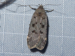 Anacampsis innocuella