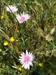 Crepis rubra