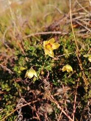 Roepera spinosa
