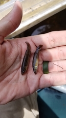 Fundulus confluentus