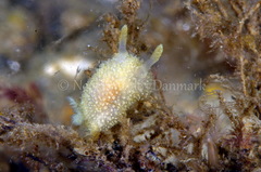 Acanthodoris pilosa