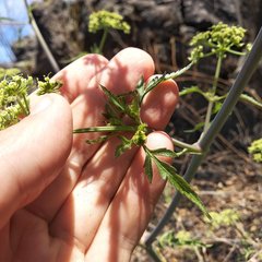 Prionosciadium nelsonii