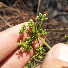 Prionosciadium nelsonii