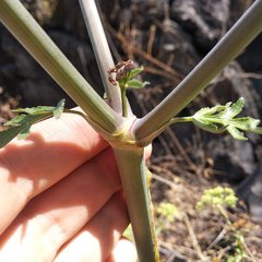 Prionosciadium nelsonii