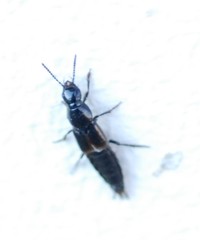 Quedius cinctus
