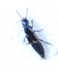 Quedius cinctus