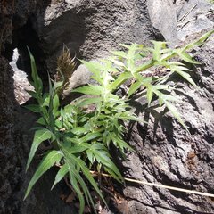 Prionosciadium nelsonii