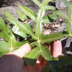 Prionosciadium nelsonii