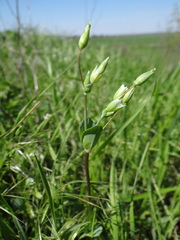 Cerastium perfoliatum