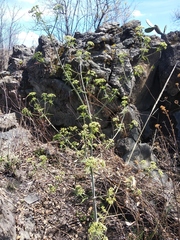 Prionosciadium nelsonii