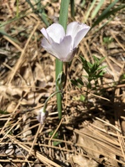 Calochortus minimus