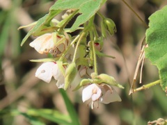 Dombeya burgessiae