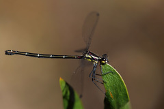 Austroargiolestes isabellae